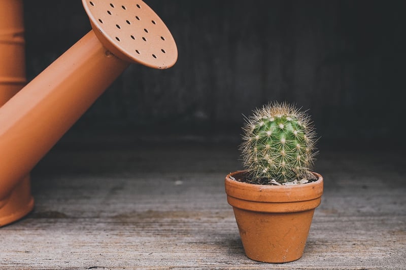 Green plants in pots